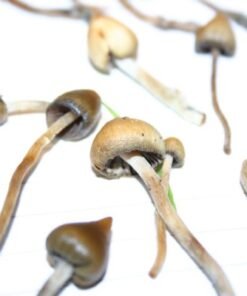 Köp Psilocybe semilanceata online
