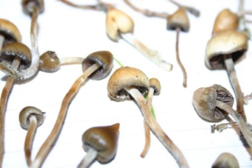Köp Psilocybe semilanceata online