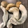 Köp Penis avundssvamp online
