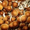 Köp Psilocybe Azurenses online