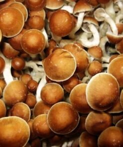 Köp Psilocybe Azurenses online