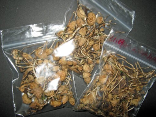 Köp PSILOCYBE CUBENSIS online - Image 3
